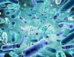 The Use of Probiotics During Cancer Treatments